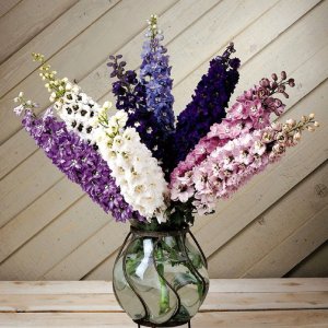 Delphinium Magic Fountains Mix