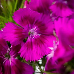 Dianthus Barcelona Purple