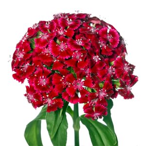 Dianthus Barcelona Red