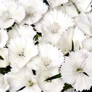 Dianthus Barcelona White