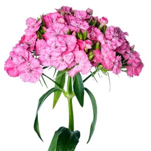 Dianthus Barcelona Pink