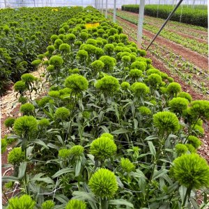 Dianthus Trigreen  