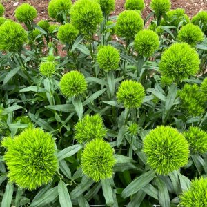 Dianthus Trigreen 