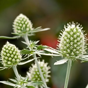 Eryngium Glitter White