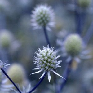 Eryngium Glitter Blue