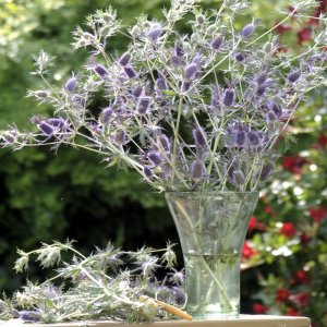 Eryngium Purple Sheen  