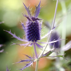 Eryngium Purple Sheen 