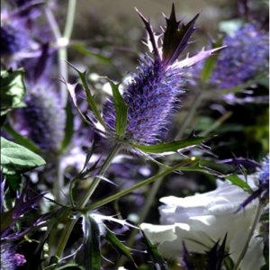 Eryngium Purple Sheen