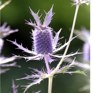 Eryngium Purple Sheen   