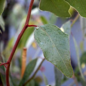 Eucalyptus populnea Murray 