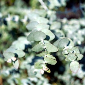 Eucalyptus cinerea Silver Dollar