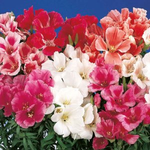 Godetia Grace Mix