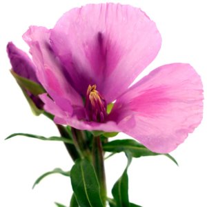 Godetia Grace Lavender