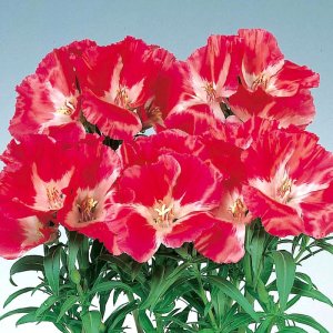 Godetia Grace Red 