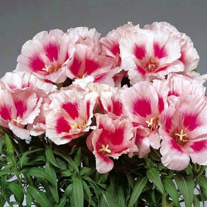 Godetia Grace Rose Pink 