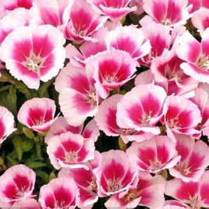 Godetia Grace Rose Pink