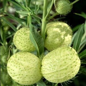 Gomphocarpus Hairy Balls  