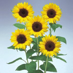 Helianthus Premier Lemon