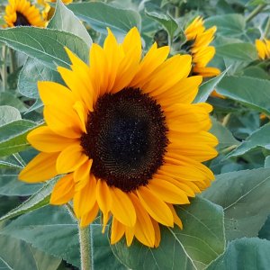 Helianthus Premier Orange