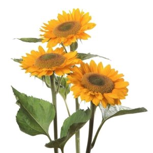 Helianthus Premier Up Gold