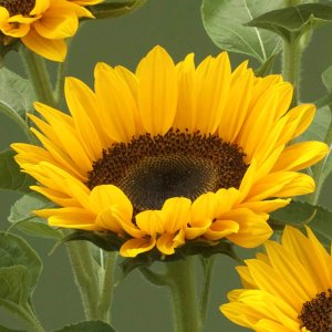 Helianthus Premier Up Orange 