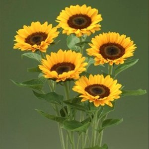 Helianthus Premier Up Orange