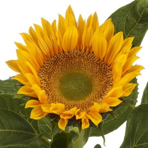 Helianthus Premier Up Gold 