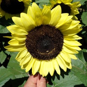 Helianthus Pro Cut Lemon