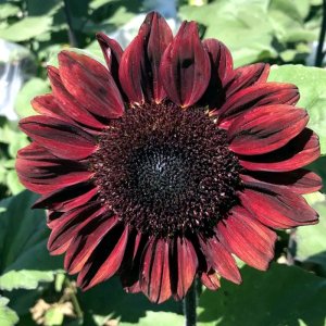 Helianthus Pro Cut Red