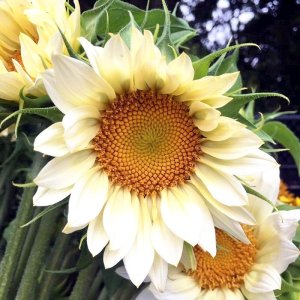 Helianthus Pro Cut White Lite