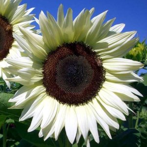 Helianthus Pro Cut White Nite