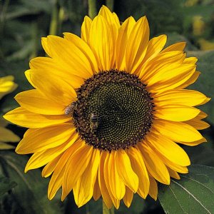 Helianthus Sonja