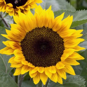 Helianthus Ziggy