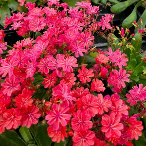 Lewisia Elise Ruby Red