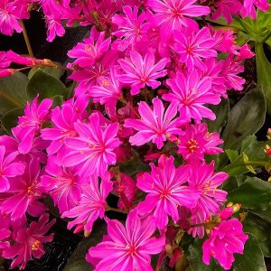 Lewisia Elise Ultra Violet