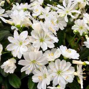 Lewisia Elise White