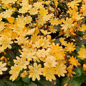 Lewisia Elise Golden Yellow