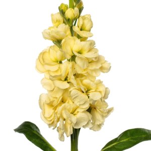 Matthiola Early Iron Deep Yellow