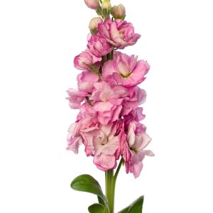 Matthiola Early Iron Pink