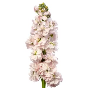 Matthiola Milla Light Pink