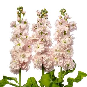 Matthiola Milla Light Pink  