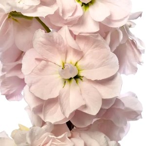 Matthiola Milla Light Pink 