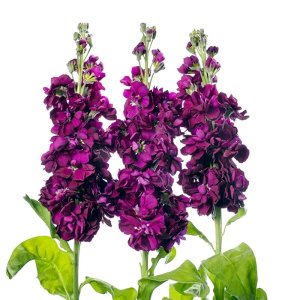 Matthiola Milla Purple  