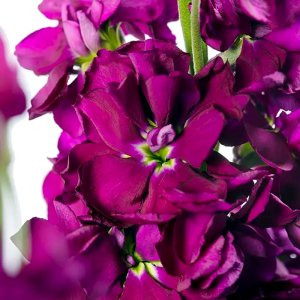 Matthiola Milla Purple 