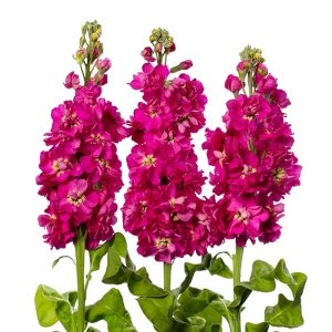 Matthiola Milla Rose  