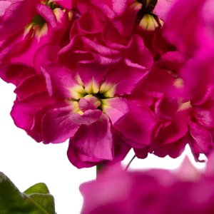 Matthiola Milla Rose 