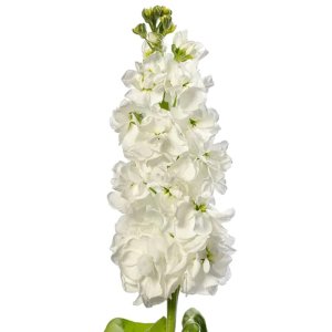 Matthiola Milla White  