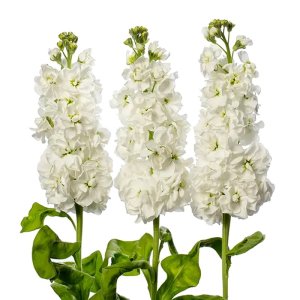 Matthiola Milla White