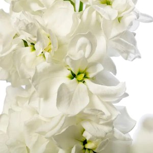 Matthiola Milla White 