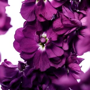 Matthiola Milla Aubergine 